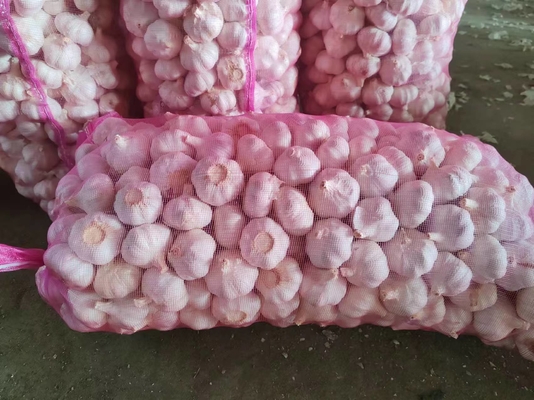 Spicy Fresh Garlic Naturally Bright No Burnt or Mouldy Clean Roots Various Sizes
