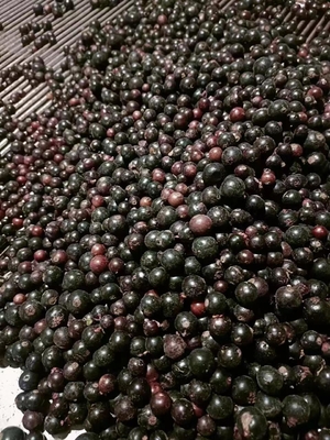 Delicious Frozen Fruit 100% Black Currant for Your s Identity