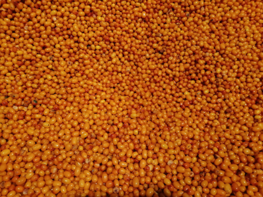 Wholesale Organic Sea Buckthorn Frozen Sea Buckthorn Berries