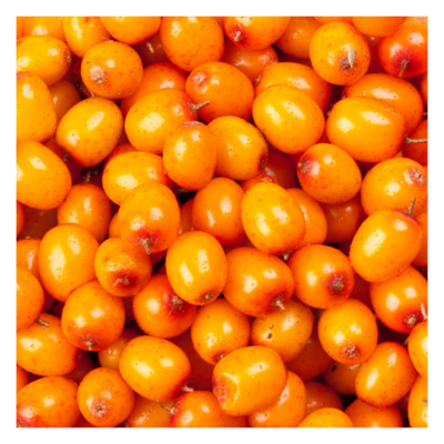 Wholesale Organic Sea Buckthorn Frozen Sea Buckthorn Berries