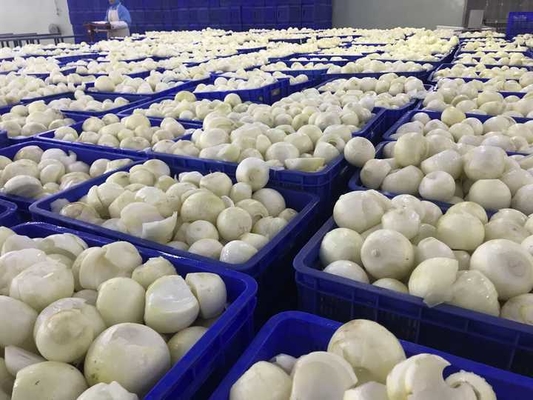OEM/ODM High Quality and Factory Price IQF Wholesale Frozen Onion Slices IQF Onion Dices in Bulk for Wholesale and Retail