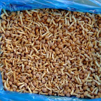 Fruit Bevroren paddenstoel IQF Bevroren Nameko