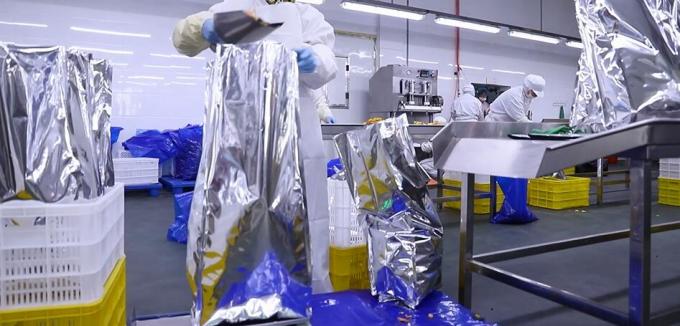 Hoogwaardige bevroren frambozen bevroren frambozen in bulk verpakking fruit 11