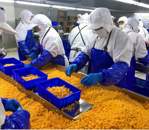 Sinocharm 4-Ster Product BRC-A Verse Gele Perzik 10x10mm Diepgevroren Gesneden Fruit Kubussen IQF Gele Perzik Blokjes 3