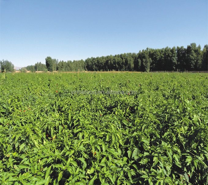 IQF Biologische Gele Perzik Helften Diepvriesfruit Zoete Smaak Bulk Verpakt Geconserveerd Water Pulp Heel Kubussen Dobbelstenen Helften Beschikbaar 9