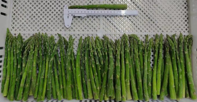 Asperges Speers Asperges Asperges Bevroren groenten IQF Bevroren groene asperges Zaden een kwaliteit Bulk verpakking Asperges Prijs 1