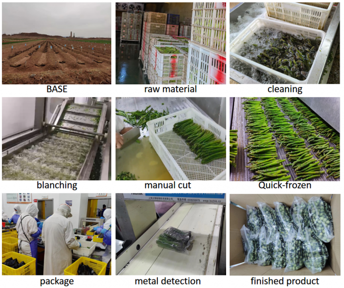 Asperges Speers Asperges Asperges Bevroren groenten IQF Bevroren groene asperges Zaden een kwaliteit Bulk verpakking Asperges Prijs 4