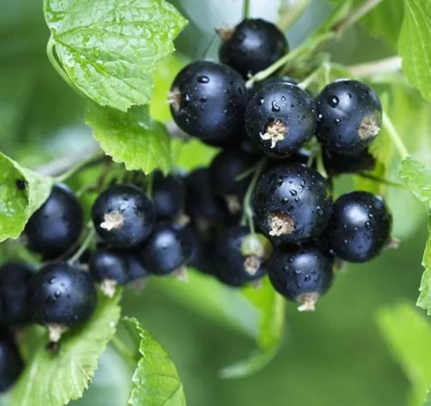 Heerlijk bevroren fruit 100% zwarte bessen voor je identiteit. 0