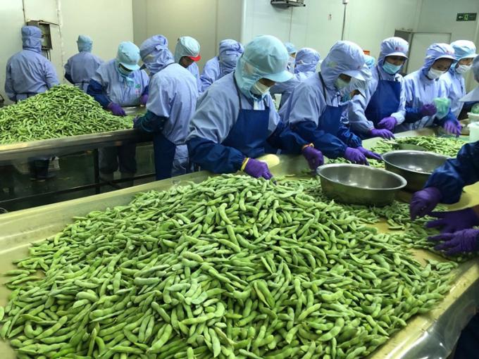 Bulk Biologische High-Protein Diepvries Groente Klaar om te Koken IQF Sojabonen 3