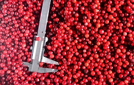 BRC,KOSHER,HALAL,IFS,BSCI IQF Bevroren Lingonberry Cranberry 100% natuurlijke Fruit Jam Bulk Packaging met 2 jaar houdbaarheid 1