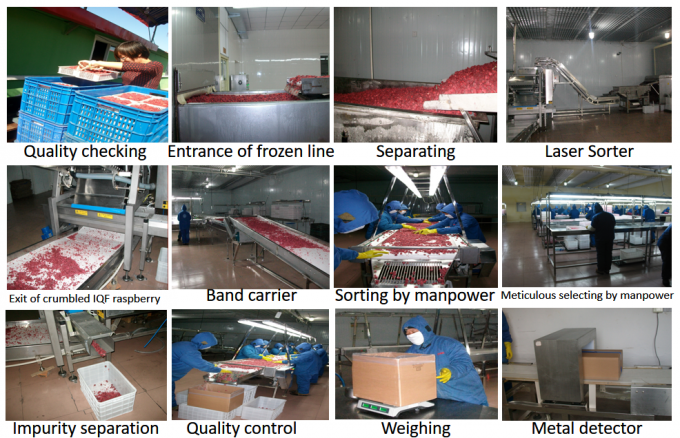 Fabrikant Fabrieksprijs IQF Hoogwaardige verse voeding Bevroren frambozen Servi&euml; voor export 3