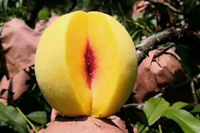 IQF Biologische Gele Perzik Helften Diepvriesfruit Zoete Smaak Bulk Verpakt Geconserveerd Water Pulp Heel Kubussen Dobbelstenen Helften Beschikbaar 1