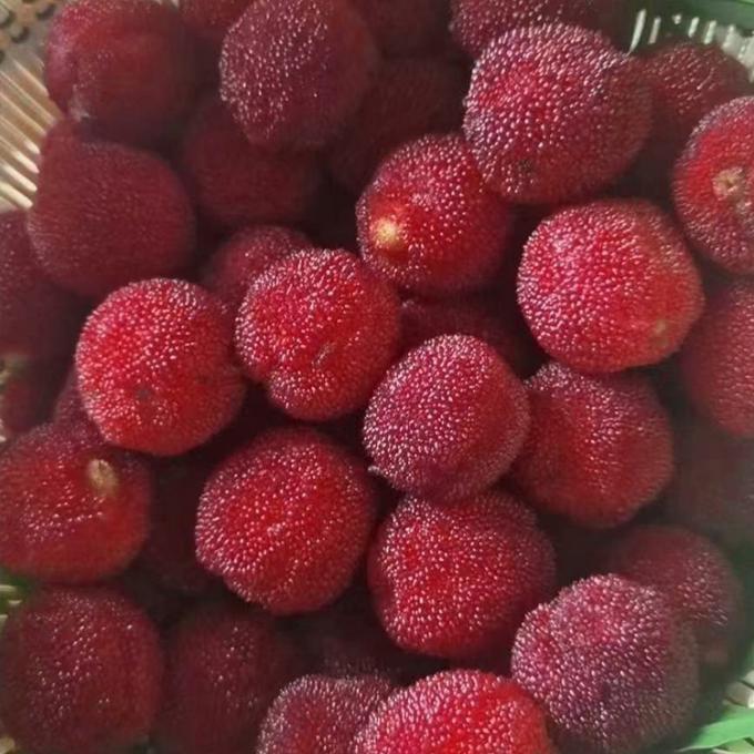 Diepgevroren IQF-fruit Rood Ronde Yangmei (Chinese kers) Fabrieksprijs Bulk Diepgevroren Wasbes 3