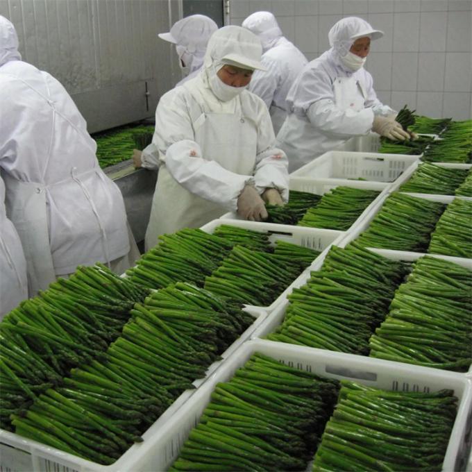 Fabrieksgecertificeerde kwaliteitsproductie IQF Bevroren asperges 2