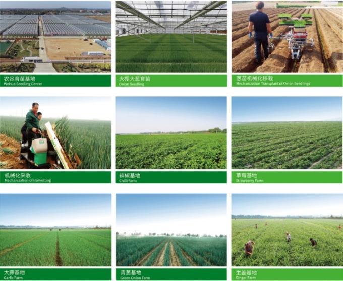 Vers Chinees 4P Zuivere witte knoflook Goedkope prijs Vers groenten in de groothandel 0