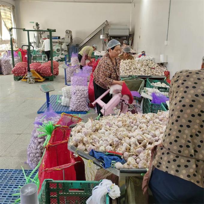 Vers Chinees 4P Zuivere witte knoflook Goedkope prijs Vers groenten in de groothandel 3