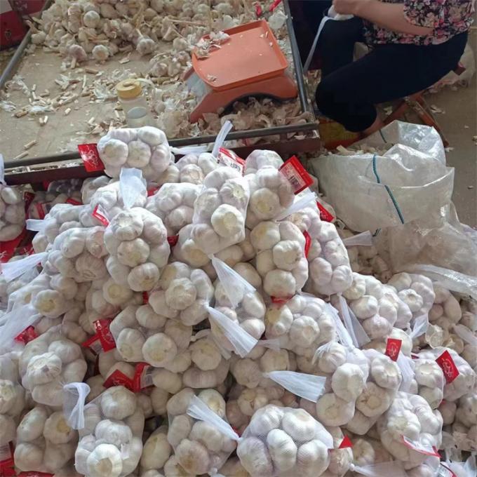 Vers Chinees 4P Zuivere witte knoflook Goedkope prijs Vers groenten in de groothandel 5